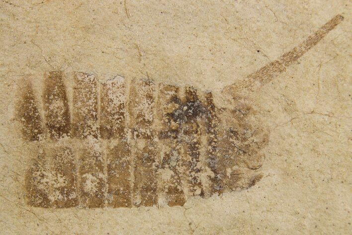 Detailed Partial Fossil Insect - Cereste, France #295321